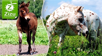 Ieejas biļete mini-zoodārzā – Zemgales poniju pasaulē – ar atlaidi līdz 50%. Vasarīga un aizraujoša izklaide lieliem un maziem!