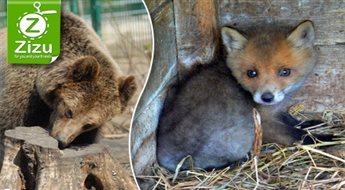 Mājas zoodārza „Mežavairogi” apmeklējums 4 personām tikai par Ls 1,5. Brūnie lāči, lapsas, mežacūkas, govis, zosis un vēl daudzi citi!