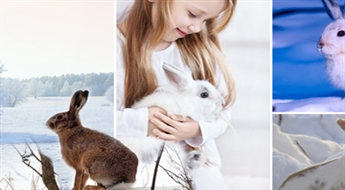 Прогулка по Кроличьему саду с прирученными кроликами и другими животными для компании со скидкой -46%!