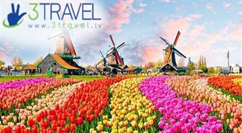 Avio ceļojums uz Nīderlandi - Holande - Keukenhofas ziedu parks un ziedu parāde