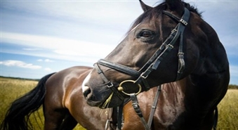 ''Zirgu noma'' aicina: izbaudi dabu Gaujas Nacionālā parka teritorijā izjādē zirga mugurā vai pajūgā gar Gaujas krastu