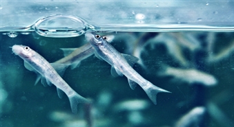 FASHION LINE:  Процедура для тела с рыбками Garra Rufa SPA ванна -61%