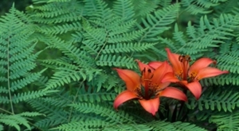 Мasāža «Papardes zieds»