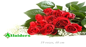 Прекрасный подарок учителям на 1 сентября, сюрприз для любимой или жест уважения маме! 19 прелестных роз (цвет на Ваш выбор) – всего за 7,40 лата!