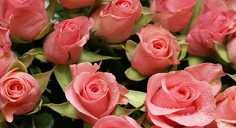 Rožu pušķis no 19 skaistām rozēm + piegāde + kartiņa ar 50% atlaidi !