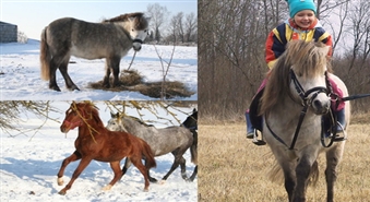 Lieliska atpūta Latvijas laukos: 
									Vienas stundas izjāde ar ponijiem vai zirgiem manēžā vai lauku apvidū ar 50% atlaidi