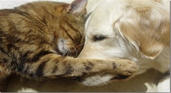 Veterinārā klīnika KLIVET piedāvā nagu apgriešanu un ausu tīrīšanu suņiem un kaķiem ar atlaidi 50%.