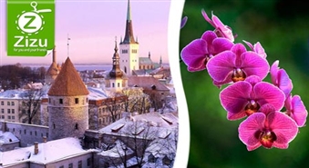 Noslēpumainā dārza orhidejas un viduslaiku Tallinas romantika ar 50% atlaidi. Iztēli rosinošs ceļojums!