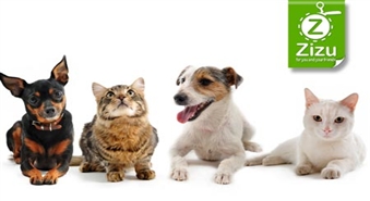 Kompleksā suņu un kaķu vakcinācija ar 51% atlaidi. Mēs esam atbildīgi par tiem, kurus esam pieradinājuši