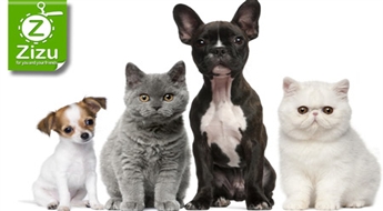 Комплексная вакцинация собаки или кота со скидкой -50%. Опытные ветеринары заслуживают вашего доверия!