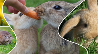 Прогулка по Кроличьему саду с кроликами и другими животными и прыжки на батуте для компании со скидкой -46%!