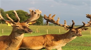 Ģimenes pastaiga pa briežu taku „Safari parks More“