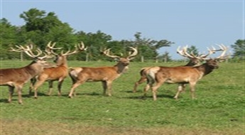 „Safari parks More“ briežu takas apmeklējums