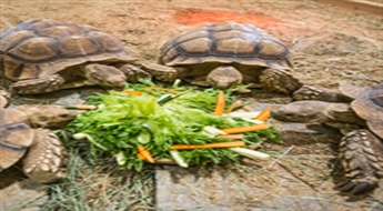 Zooloģiskā dārza „ZOOPARK.LT” apmeklējums