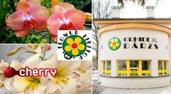 Ieeja Orhideju mājā