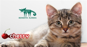 Кастрация кота или стерилизация кошки