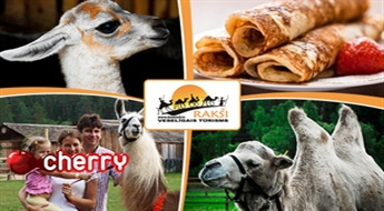 "Rakšu" zoo apskate + kamieļu piena pankūka ar zemenēm -40%