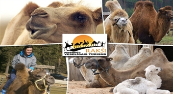 Rakšu ZOO apskate + izjāde ar kamieli + pankūka ar ievārījumu un tēju + bildēšanās ar zvēriem + brauciens ar segway + šaušana mērķī -50%