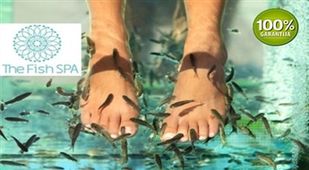 The Fish Spa: Garra Rufa zivtiņu pīlings rokām + parafīna terapija rokām VAI zivtiņu pīlings kājām (40 min) -50%