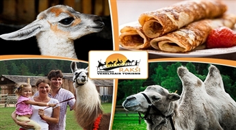 "Rakši": izjāde ar kamieli vai pastaiga ar lamu + zoo apskate + kamieļu piena pankūka ar ievārījumu -46%
