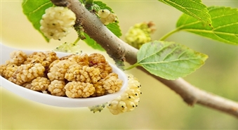 Ekoloģiskas žāvētas baltā zīdkoka ogas 200 g iepakojumā -50%