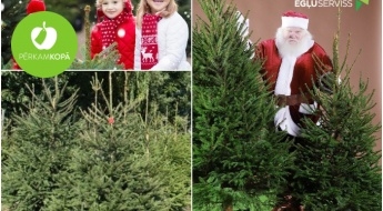 Для яркого Рождества! 50% скидка на елки, выращенные в Латвии от "Egļu serviss"