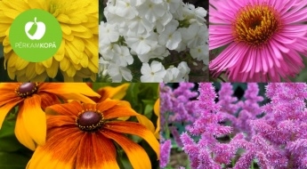 Flokšu, rudbēkiju, asteru, hostu, dekoratīvo sīpolu, hortenziju u.c. ziedu vai augu stādi