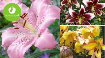 Луковицы древесной лилии (Tree Lily) - 19 сказочно красивых цветов
