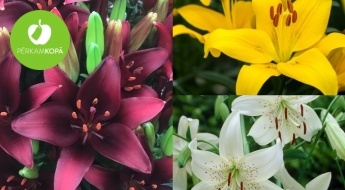 Burvīgo Āzijas liliju sīpoli - dažādas šķirnes: "White Twinkle", ""Tribal Kiss", "Yellow Power" u.c.