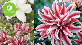 Karalisko rožu liliju (Lilium-Roselily) sīpoliņi - 10 šķirnes