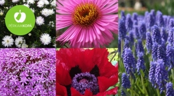 Flokšu, magoņu, asteru, hostu, dekoratīvo sīpolu, hortenziju u.c. ziedu vai augu stādi