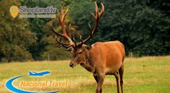Nacional Travel: визит Деревни собака Хаски + сафари + шоколадные музеи в Пуре  25.02.17