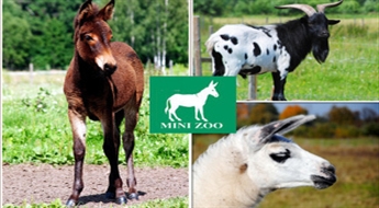 Piknika vieta  + mini zoo apmeklējums