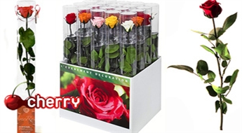 Kaislīga dāvana: mūžīgā roze Amorosa