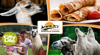 «Rakši»: прогулка с ламой + осмотр зоопарка + блинчик из верблюжьего молока с вареньем -46%