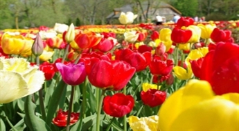 Литва - Праздник цветения тюльпанов в Бурбишки