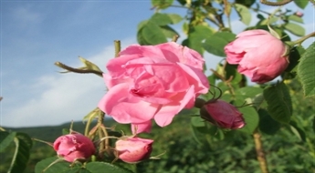Bulgārija - Rožu festivāls un atpūta “Zelta smiltīs”