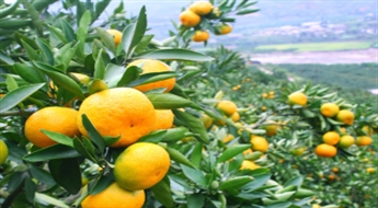 Horvātija - Trogiras rivjēra mandarīnu laikā