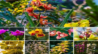 Весна... Дни Орхидей, Оноре Домье и восточный фарфор зовут в Таллин