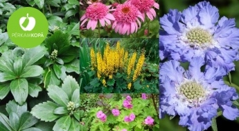 Для красоты твоего сада - рассада физалиса, скабиозы, эхинацеи, рудбекии и др. растений