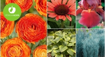 Наполни свой сад весной! Рассада мака, астильбы, хосты и др. растений
