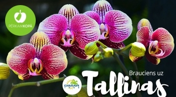 Brauciens uz Tallinas botānisko dārzu orhideju ziedēšanas laikā + iespēja iepazīt Tallinas vecpilsētu 02.03.