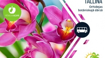 Brauciens uz Tallinas botānisko dārzu orhideju ziedēšanas laikā + iespēja iepazīt Tallinas vecpilsētu, 12.03.