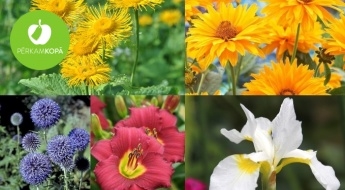 Īrisu, dienziežu, ehināciju, telēkiju, hortenziju u.c. ziedu stādi krāšņam dārzam
