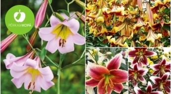 Луковицы яркой древесной лилии (Tree Lily) -  14 красивых сортов