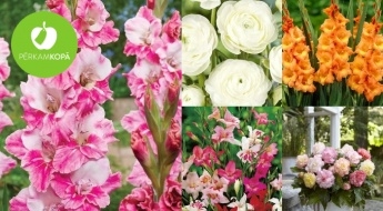 IZPĀRDOŠANA! Begoniju, gladiolu, frēziju, gundegu u.c. skaistu ziedu stādi