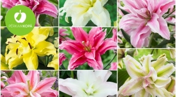 Королевы сада - ЛИЛИИ! Луковицы разных сортов лилий (23 вида) по низким ценам