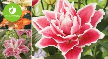 Karalisko rožu liliju (Lilium-Roselily) sīpoliņi - 18 šķirnes