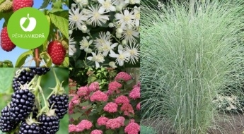 Tavam dārzam! Rudens aveņu, kazeņu, hostu, hortenziju u.c. ziedu un augu stādi