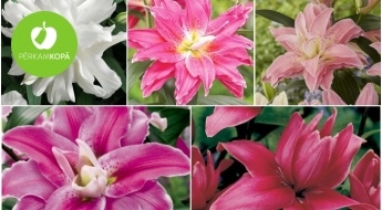 Луковицы королевской розовой лилии (Lilium-Roselily) - 14 сортов